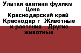 Улитки ахатина фуликм › Цена ­ 10 - Краснодарский край, Краснодар г. Животные и растения » Другие животные   . Краснодарский край,Краснодар г.